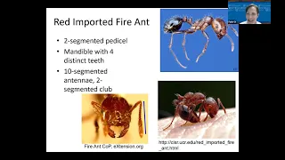 Fire Ants Update