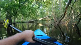 Kayaker records frightening encounter with alligator