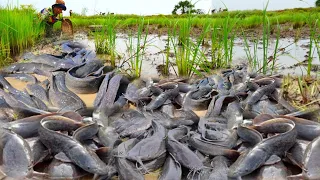 wow! amazing fishing! fisherman catch lots of catfish in little water at field by hand skill