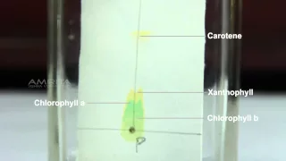 Separation of Pigments from the Extract of Spinach Leaves by Paper Chromatography - MeitY OLabs