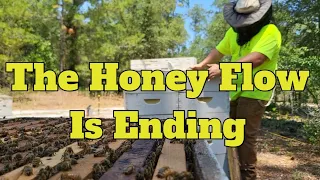 the honey flow is almost over  #bees #beekeeper #beekeeping #newbeekeeper #florida #honey #hobbyist