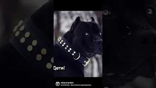 Страшный зверь Кане-Корсо🤣🤣🤣 #canecorso #канекорсо #canecorsoitaliano #cane #троя #калининград