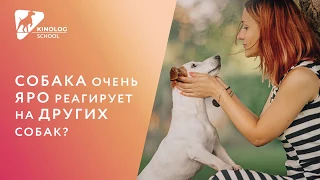 Собака очень яро реагирует на других собак?