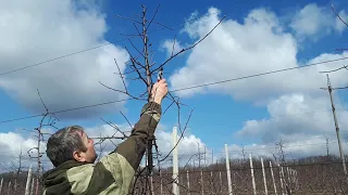 Формування крони сорту Лігол на підщепі М 9