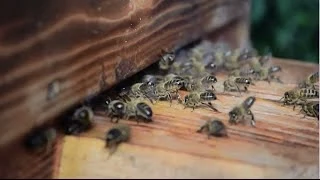 Видео инструкция по заселению Роя в улей Варре. Как заселить пчелами самодельный улей?