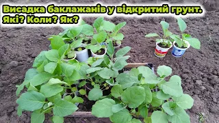 🍆Висадка баклажанів у відкритий грунт. Які? Коли? Як?