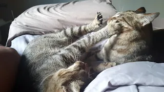 A mother cat who likes to bully and attacks her daughter | CatsLifePH