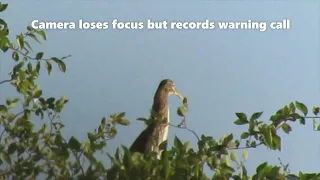 Green Heron warning call