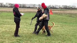 Belgian malinois Esh iz Gratsiano - IGP1 exam