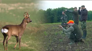 Hunting Serbia - Roe deer hunting Belgrade 2 | Lov srndaća okolina Beograda 2 | Caccia al capriolo