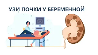 УЗИ почки у беременной женщины. Пиелоэктазия - норма или патология?