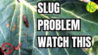 9 Ways To RestoreThe Balance with Slugs || Simple Guide to Slug Control