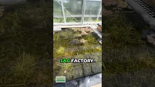 THE SAG FACTORY! Aquarium Plant For Sale!