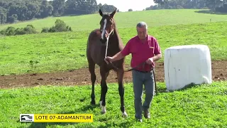 LOTE 07  ADAMANTIUM