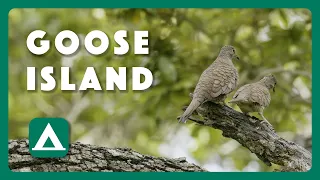 Goose Island Wild Things - Postcard From Texas