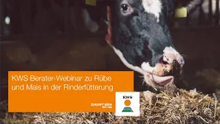 KWS Berater-Webinar zu Rübe und Mais in der Rinderfütterung vom 04.03.2021