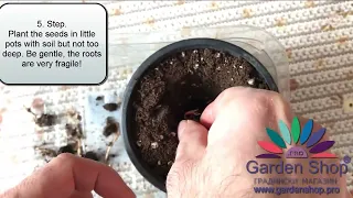 Planting Magnolia tree seeds in pot for 45 days