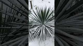 Yucca (filamentosa x rostrata) X (filamentosa x rostrata) in zone 6b Massachusetts.