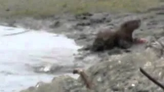 young river otter eating fish