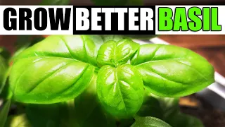 Growing The Best Basil - The Definitive Guide