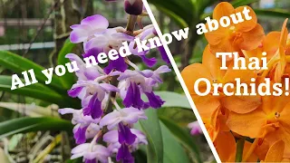 Orchids in Thailand: all you need to know about Thai orchids #orchids #orchidgreenhouse #thailand