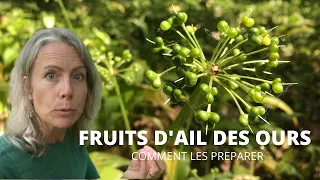 Fruits d'ail des ours