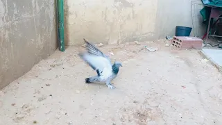 Turkish Pigeon Keeps Flipping