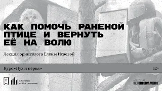 «Как помочь раненой птице и вернуть её на волю». Лекция орнитолога Елены Исаевой