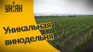 Невероятные уголки Украины: уникальная винодельня в Одесской области