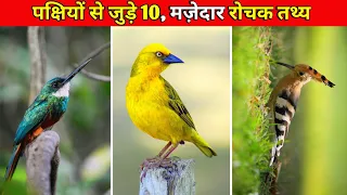 Crazy Facts About Birds|🕊️❤️| Amazing Facts | Interesting Facts | Animals Facts #shorts #top10