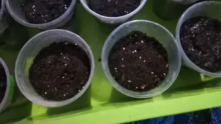 Як я висіваю перець на розсаду
