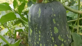 Bençao .mostrando nossas plantas