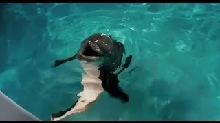 Dolphin Tale - Original Theatrical Trailer