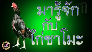 มาทำความรู้จักกับไก่สายพันธุ์ญี่ปุ่น...!!!