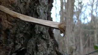 How To Get Water From Trees!