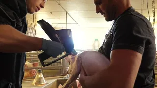 Production porcine - Vaccination sans aiguille