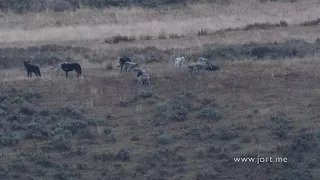 Wapiti Lake wolf pack in Yellowstone