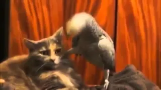 Попугай достаёт кота