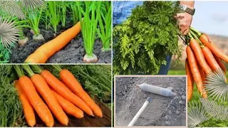 Мана сизларга Хакикй 🥕🥕ИХТИРО САБЗИ 🥕🥕ЭКАДИГАН АПАРАТ