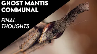 Ghost Mantis Communal Conclusions & Findings [HUSBANDRY]