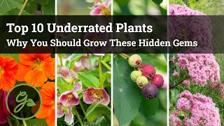 Why You SHOULD Grow These Plants / Top 10 Underrated Hidden Gems