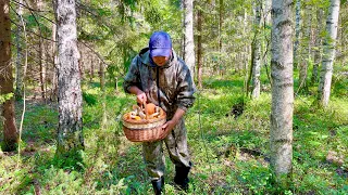 ОГРОМНЫЕ ЛИСИЧКИ! Грибы в Августе. ГРИБНЫЕ ПОЛЯНЫ! Грибы