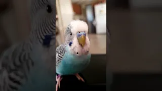 Leo the talking budgie grooming himself while talking in English!!