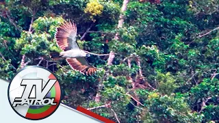 2 bagong pamilya ng Philippine eagle natuklasan | TV Patrol