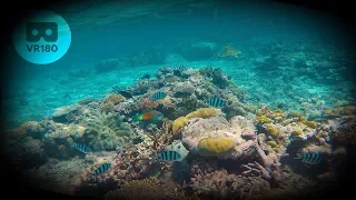 VR180 Great Barrier Reef - 2 minute VR Relaxation Meditation for Oculus Quest
