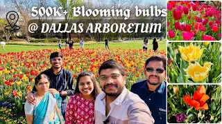 Breathtaking Beauty: 500k+ Blooming Bulbs at Dallas Arboretum - A Floral Spectacle!