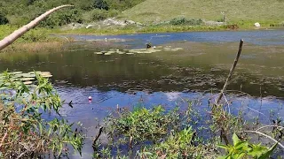 dessa vez deu medo tinha um bicho misterioso no açude!