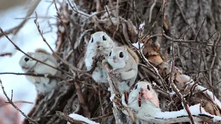 [4K]エゾモモンガ Siberianflyingsquirrel