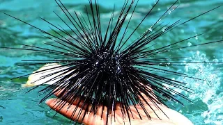 14 Dangerous Animals You Should Never Touch!