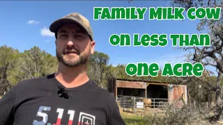 Family Milk Cow on Less than an Acre